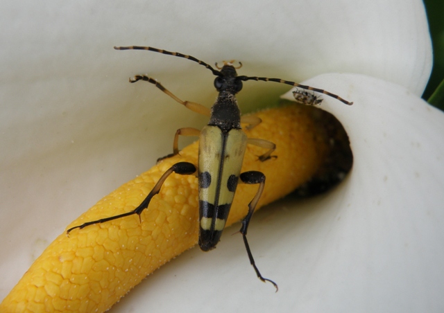 Cerambycidae: Leptura (Rutpela) maculata